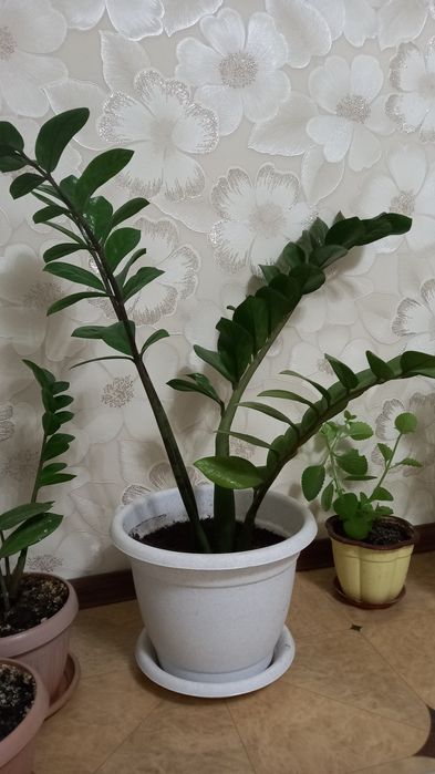 Долларовое дерево продам