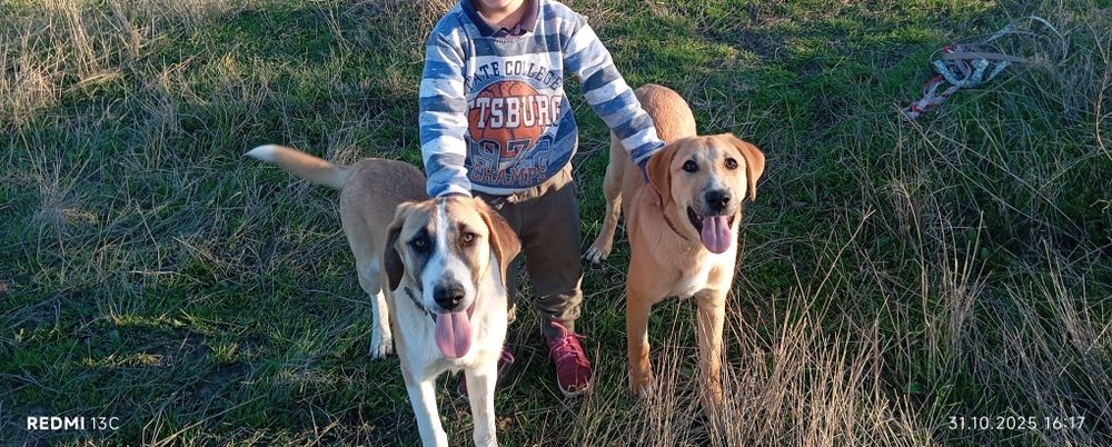 Donez cățelușă blândă