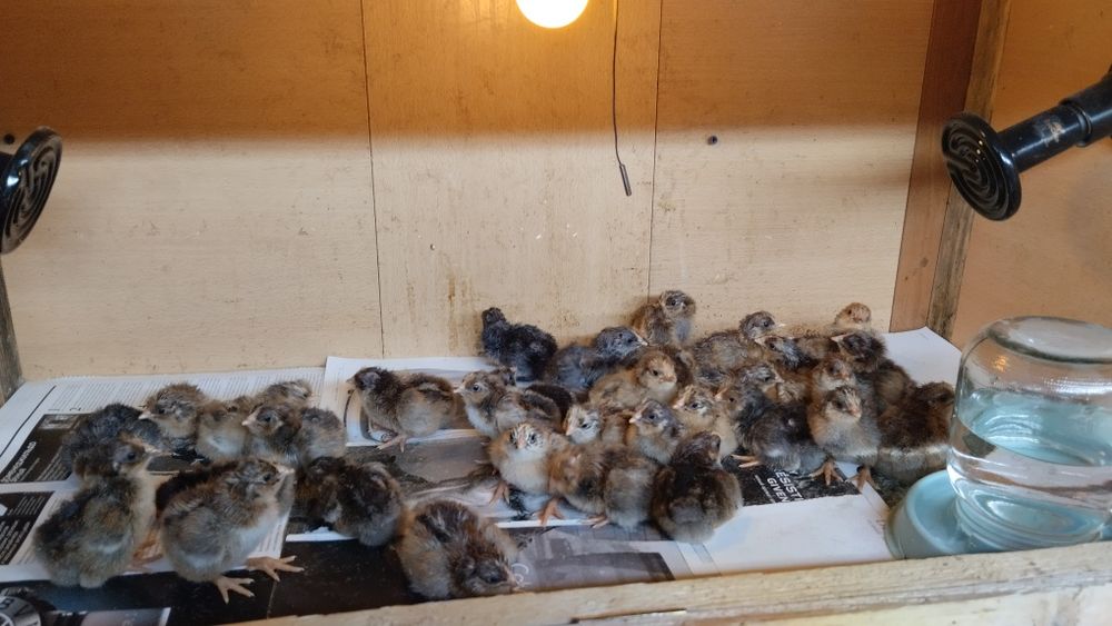 Кучинские цыплята