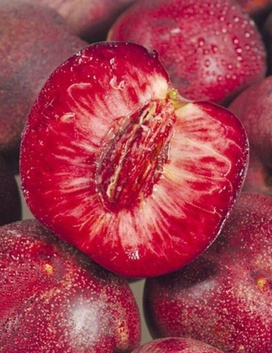 Nectarin Sanguine d'Auvergne la ghivece