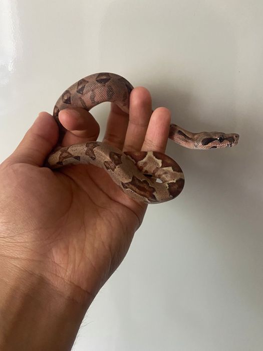 ручная змея удав