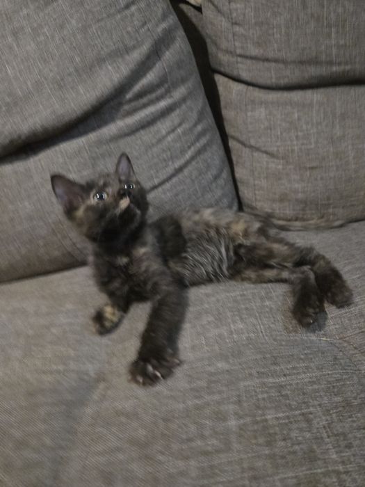 Котята от домашней кошки в добрые руки