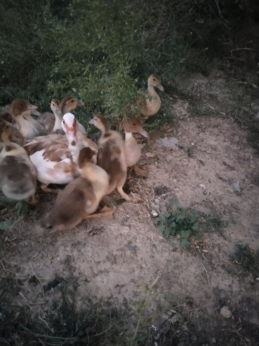 Продаются Индаутята