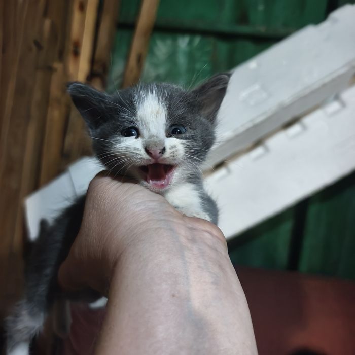 Отдам котят даром