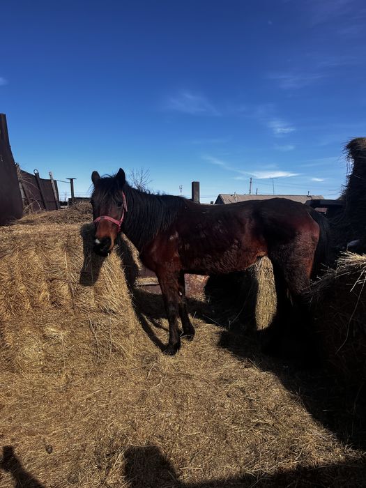 Продам кобылу обращаться в личку