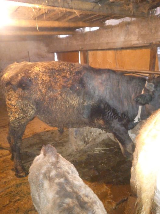 Быки  на откорме