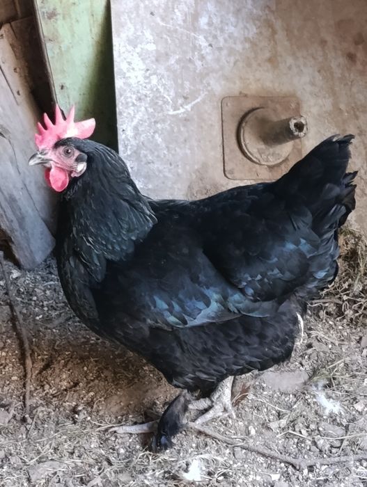 Куры домашние ..