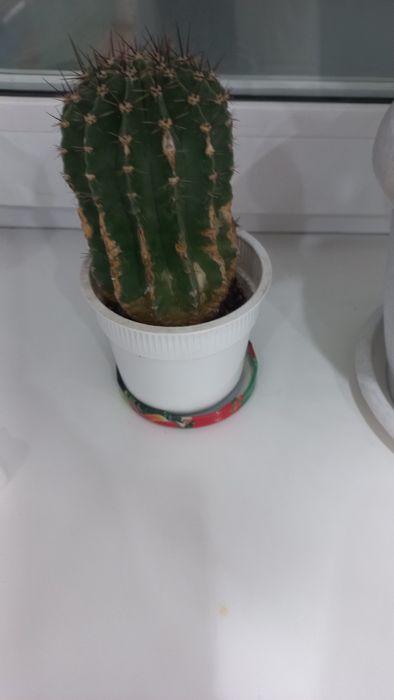 Кактус гүлін сатамын.