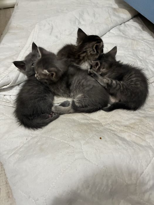 Котята -крысоловы