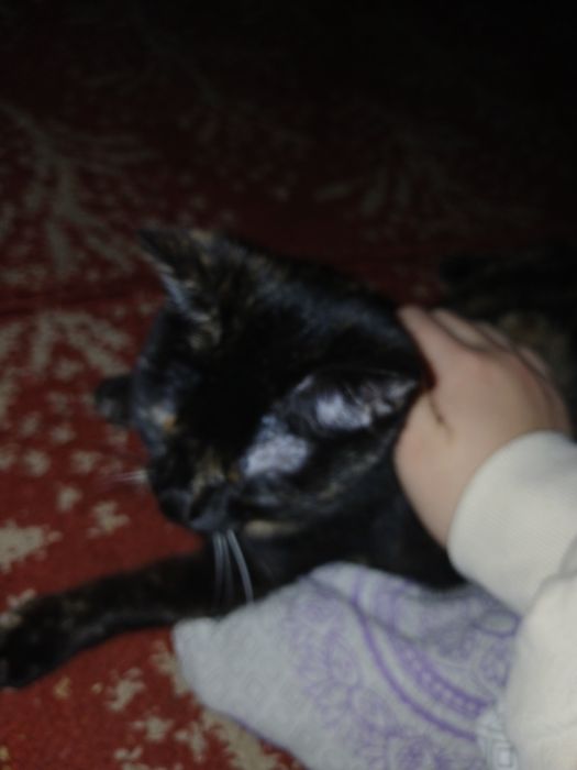 Отдам котенка в хорошие руки