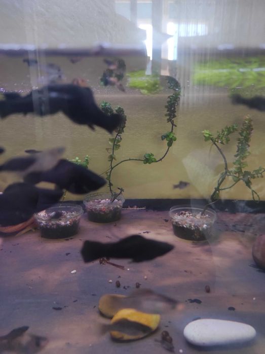 Молинезии велиферы