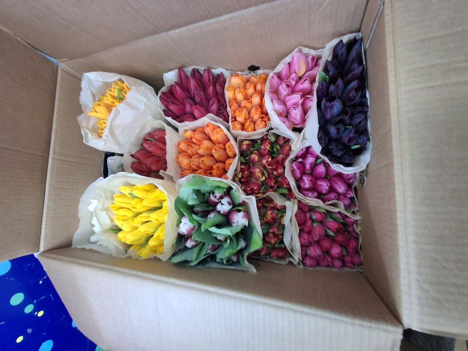 Продам Голландские тюльпаны