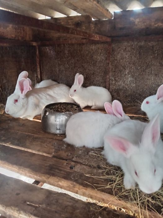 крольчата породы панон