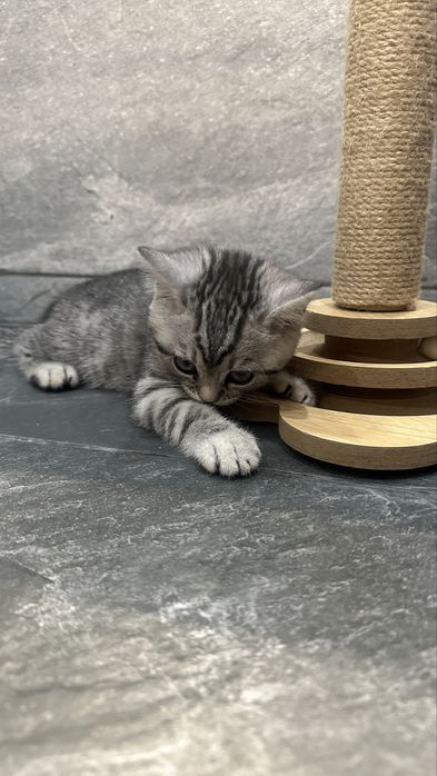 Котенок Британка 2мес