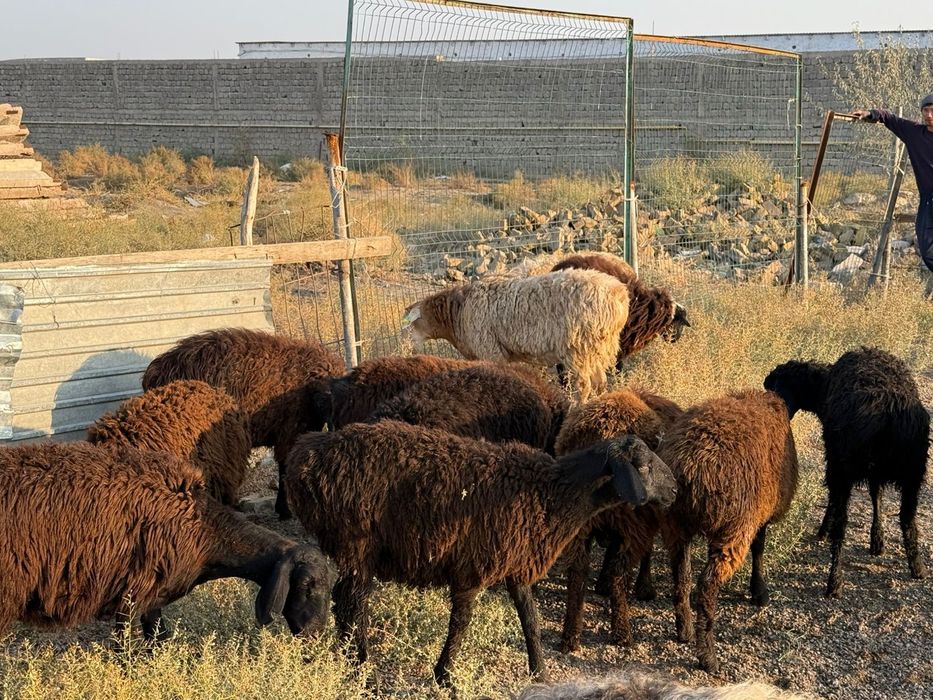 Кошкарлар сатылады