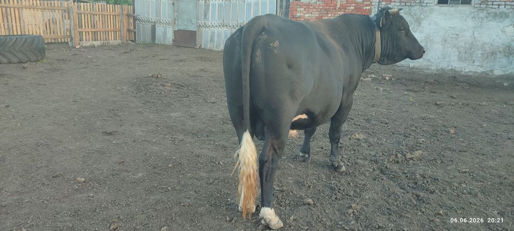 продам быка 3 года