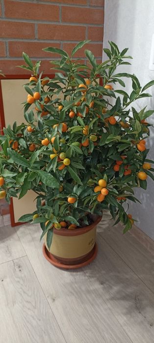 Кумкват . Цитрусовые лимон мандарин лайм