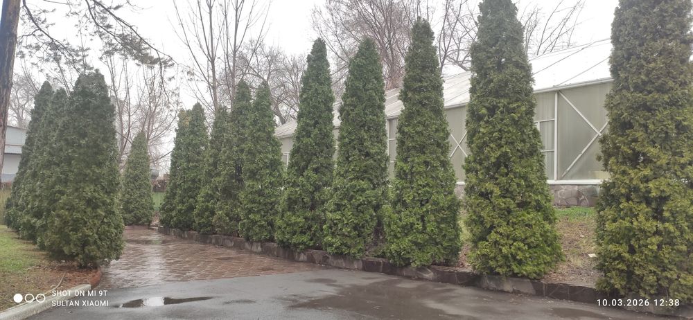 Туя Смарагд примерно 15 -25 см.