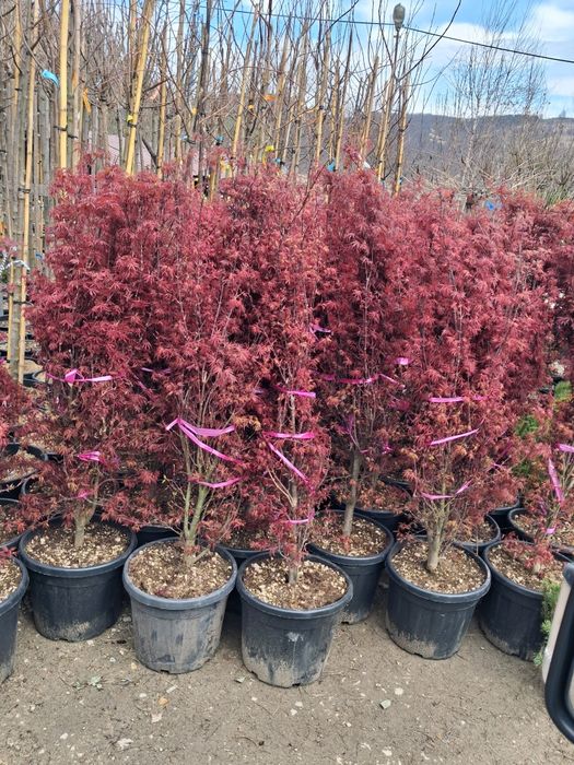 Magnoli arțar japonez mesteacăn