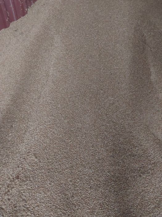 Triticale si secara de vanzare