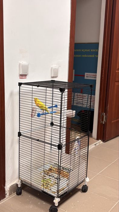 Тотықұс сатылады сеткасы тамағы бүкілі бар