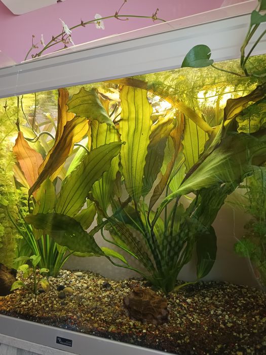 Acvarii cu suport și accesorii