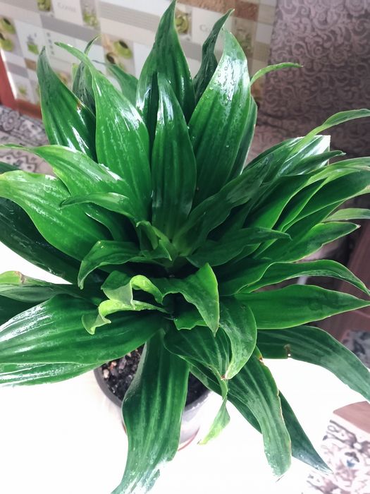 Пальму драцену продам