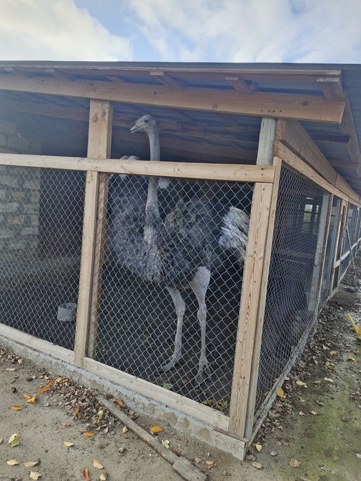 Страус африканский