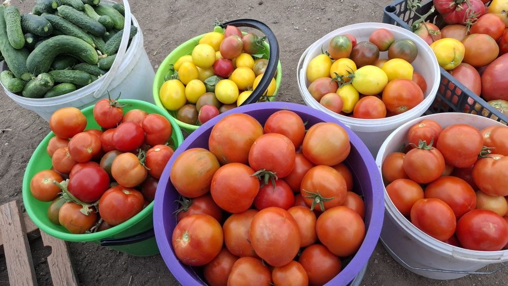 Продам помидоры.