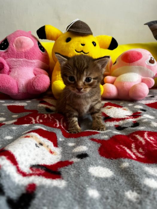 Котята за шоколадку)