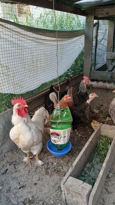 Продается кури и питухи