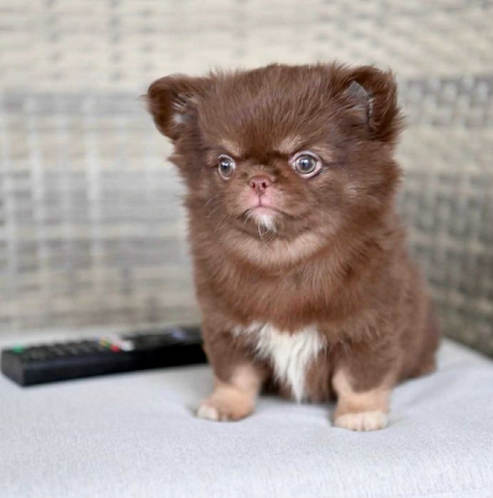 Мъжко дългокосместо миниатюрно шоколадов тен чихуахуа