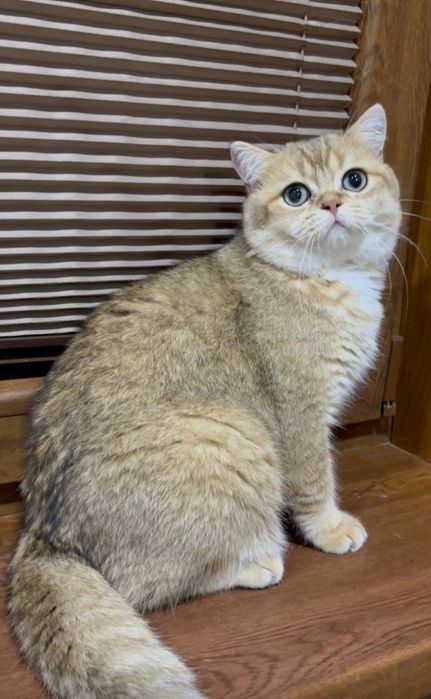 Британские коты шиншиллы