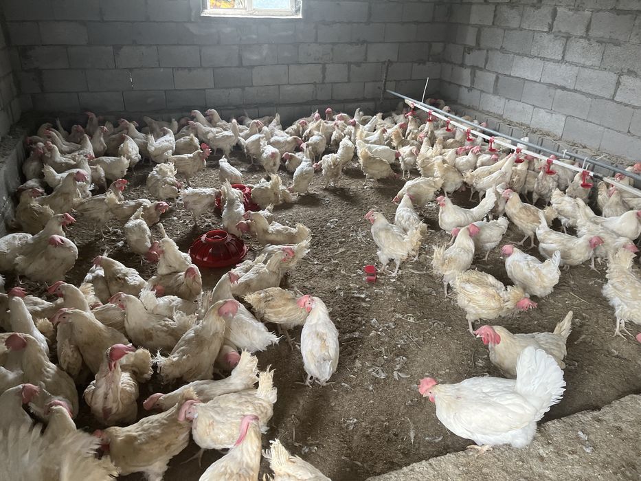 Продам куры несушки