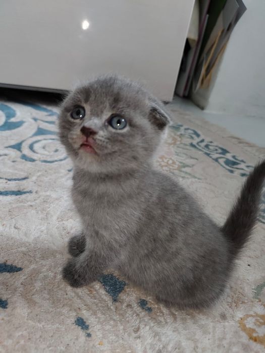 Кот. Веслоухий британец