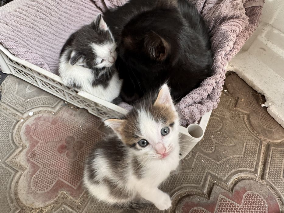 Отдам котят в добрые руки