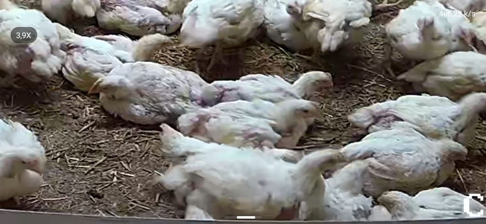 Pui alb de carne pui rasa mixta