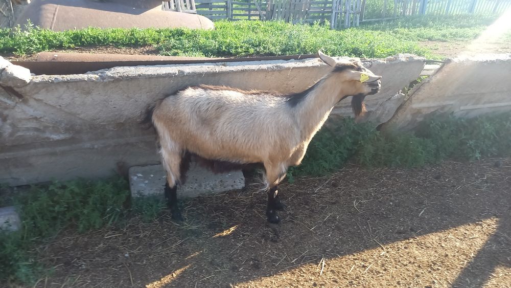 Коза Альпийской Породы