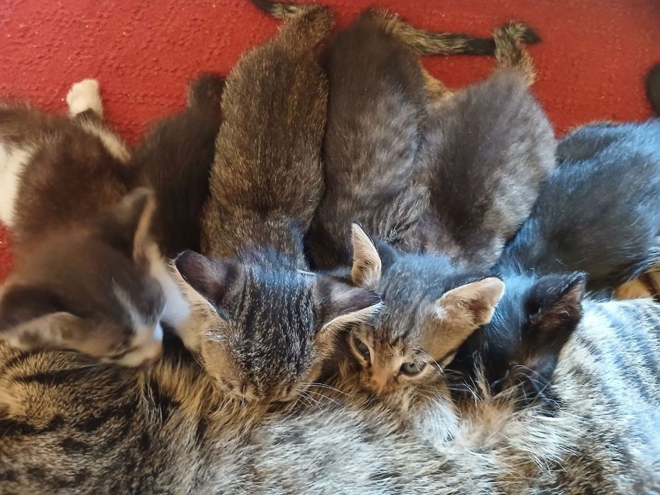 Продаются котята!
