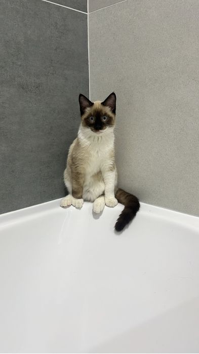 Отдаем кота в хорошие руки