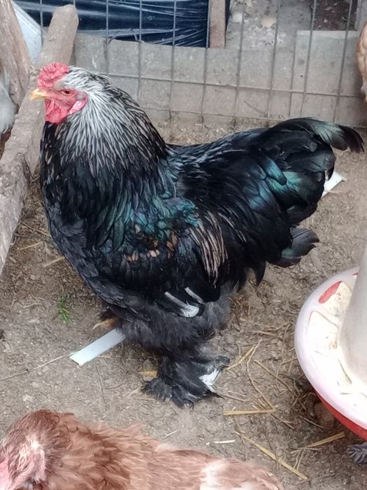 Vând 4 cocoșei moțați încălțați