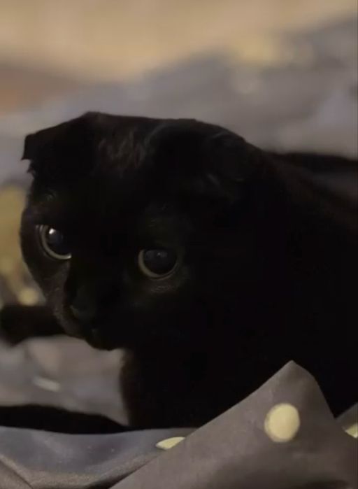 Отдам кошку в добрые руки