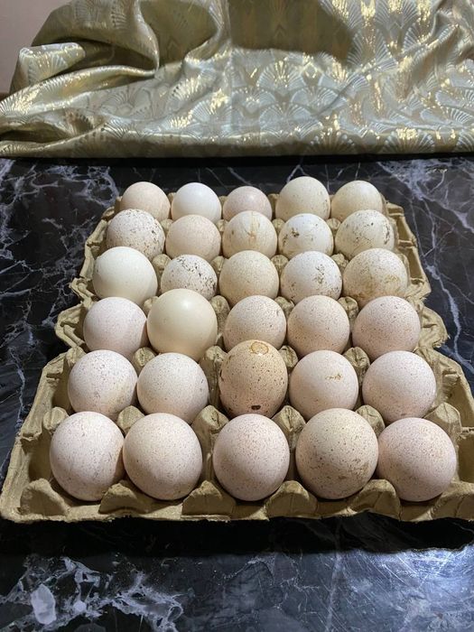 Indyuk Tuxumi, Uruĝlangan