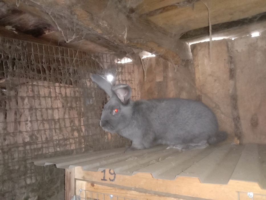 Продам кроликов на развод