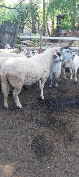 Oi de carne  vânzare