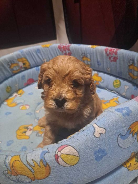 Catel Maltipoo vaccinat si deparazitat