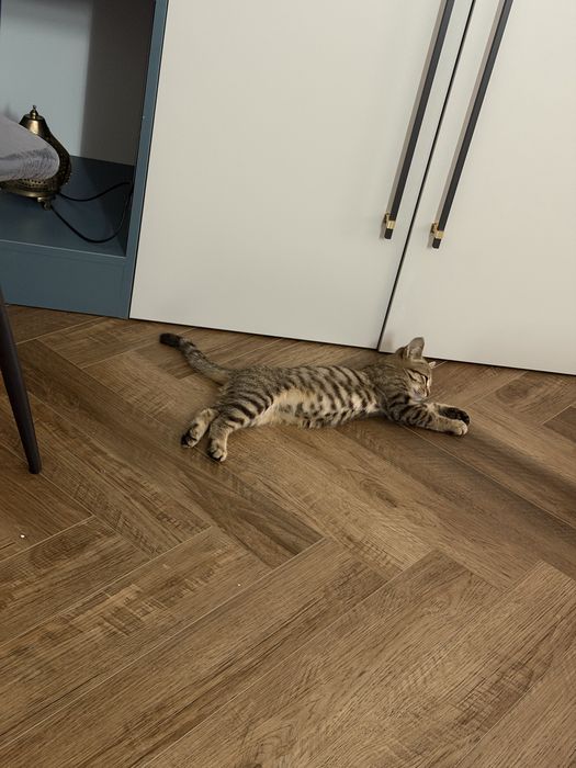 Котенок мальчик в добрые руки