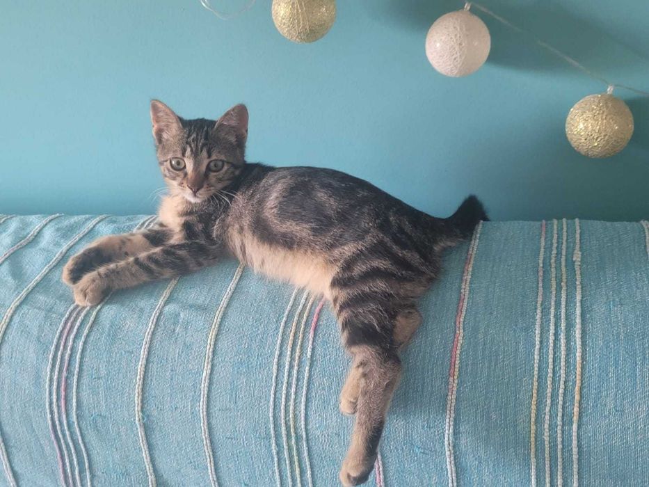 pisică Mix bengal charcoal - Adoptie