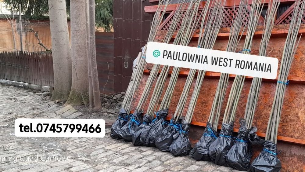 Trimitem în țară copăcei și butași Paulownia,creștere rapidă 3-5m/an