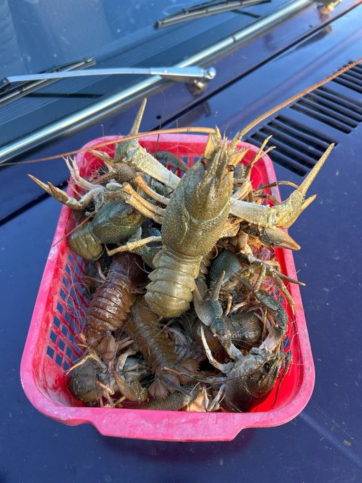 Живые раки разной градации